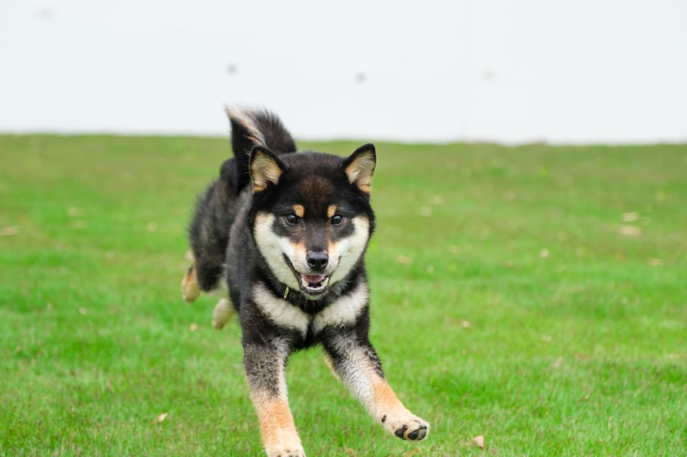 Wakuwakuドッグランド神戸六甲 Wakuwakuドッグランド神戸六甲