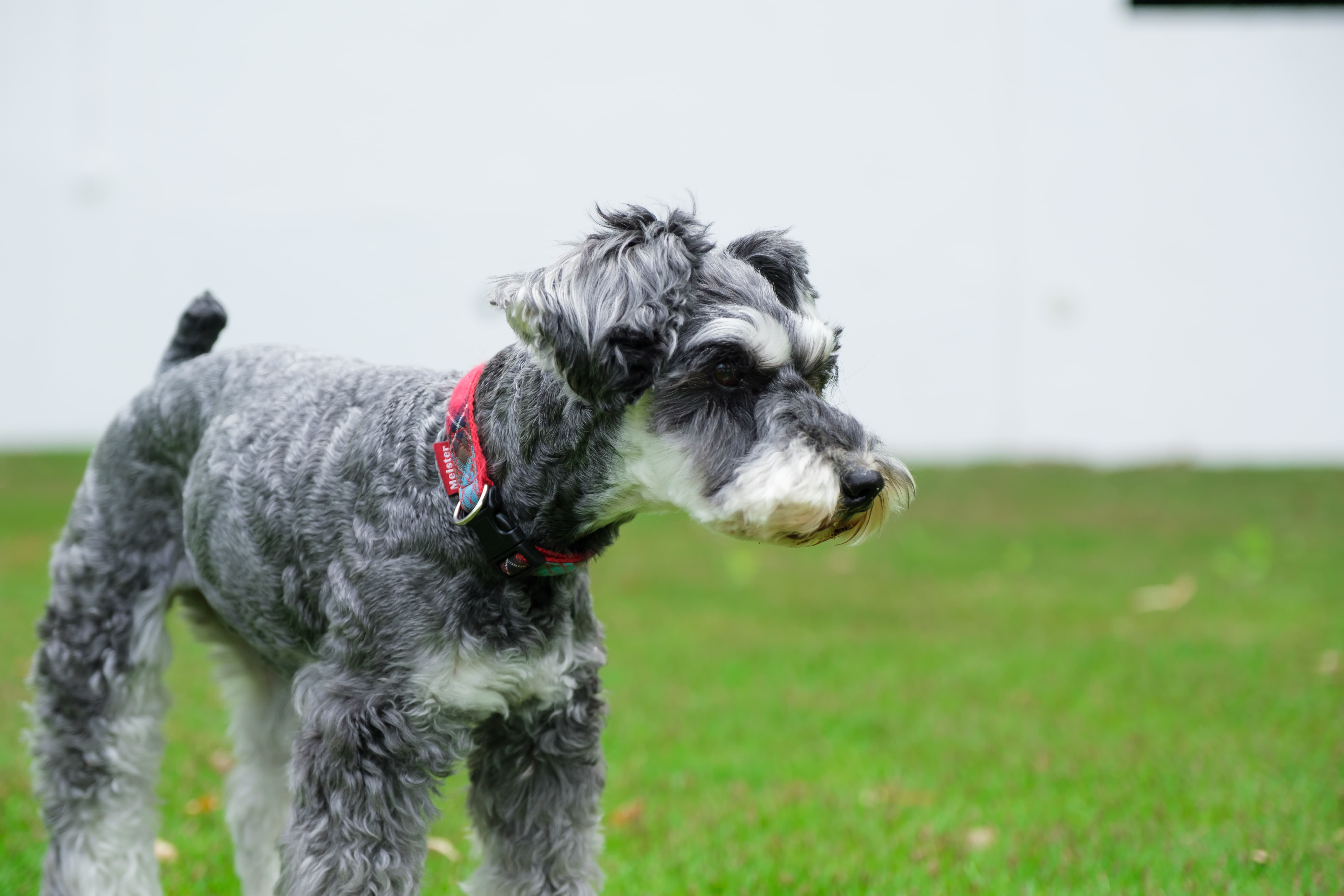 ドッグラン Wakuwakuドッグランド神戸六甲 ドッグラン Wakuwakuドッグランド神戸六甲