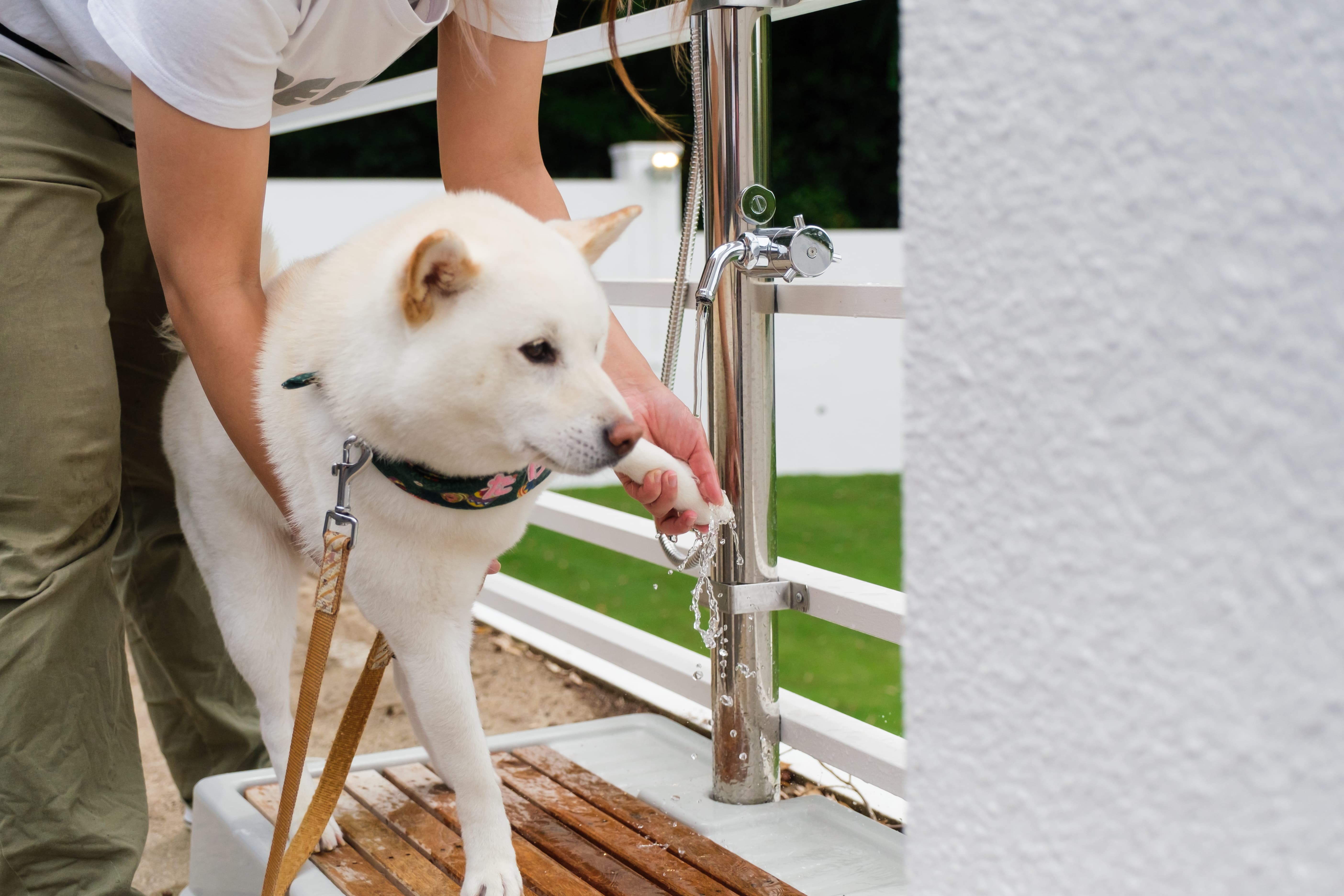 ドッグラン Wakuwakuドッグランド神戸六甲 ドッグラン Wakuwakuドッグランド神戸六甲